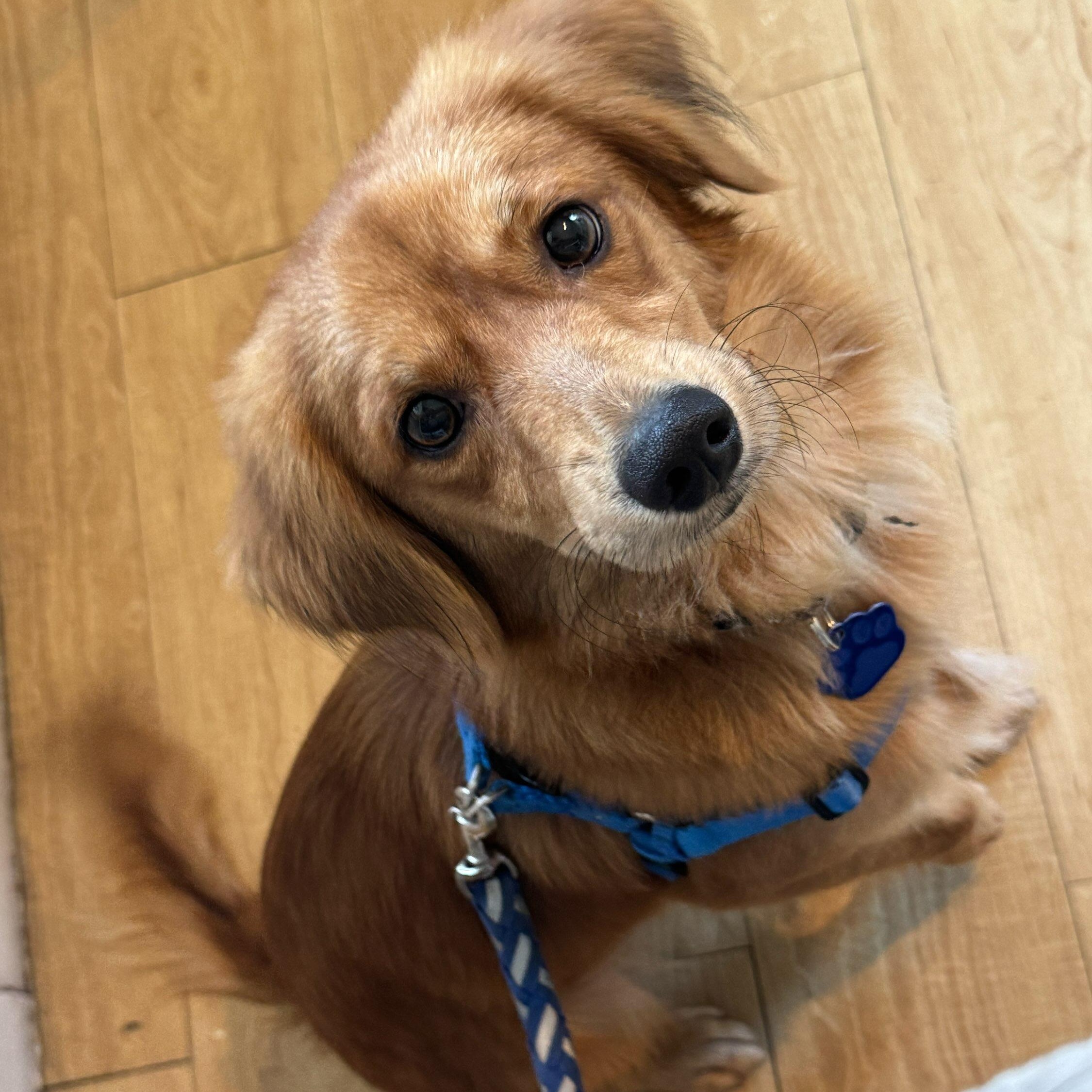 Enlarge Cayo, an adopted mixed breed in Annapolis, MD image 1/6