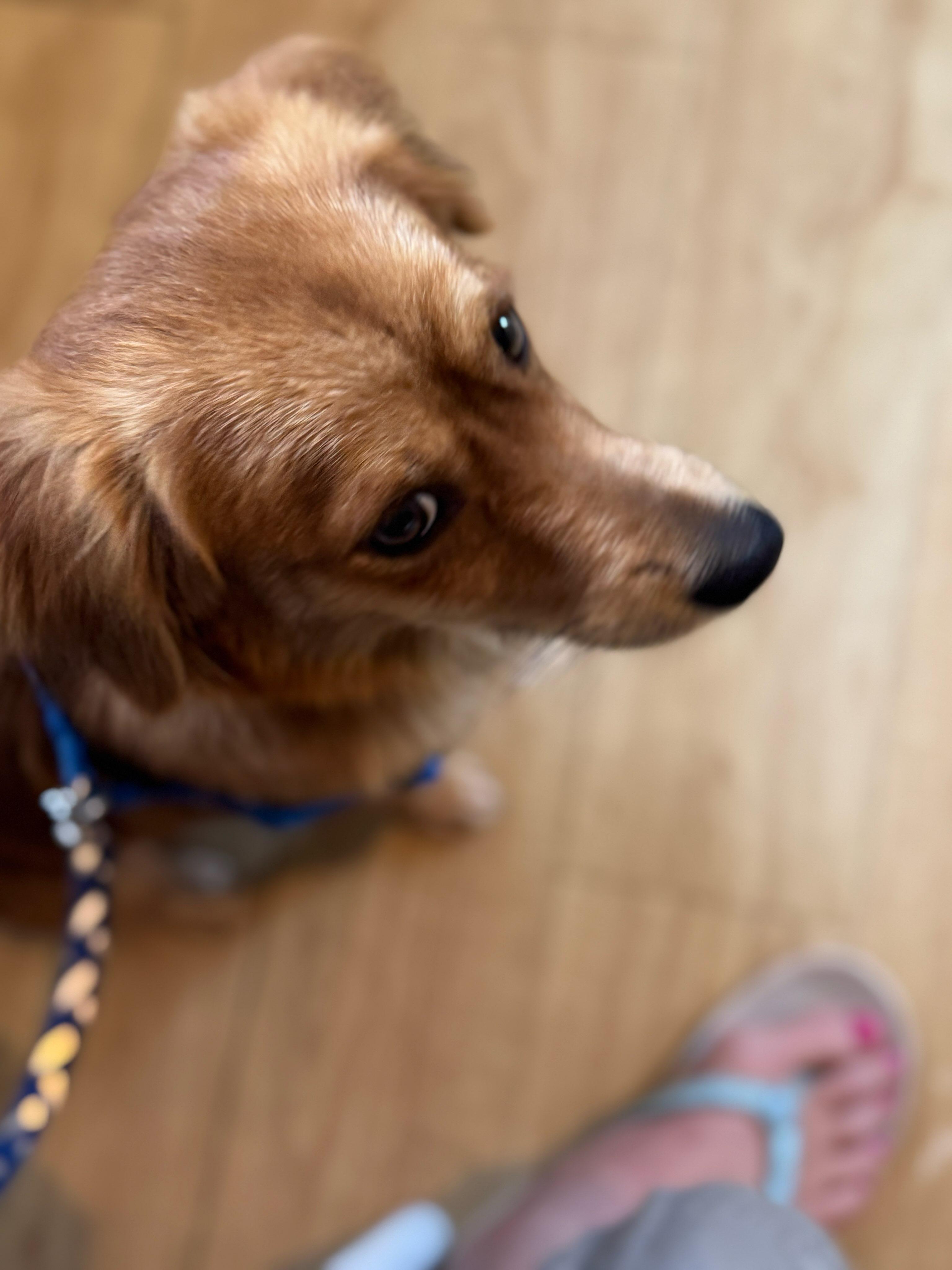 Enlarge Cayo, an adopted mixed breed in Annapolis, MD image 3/6
