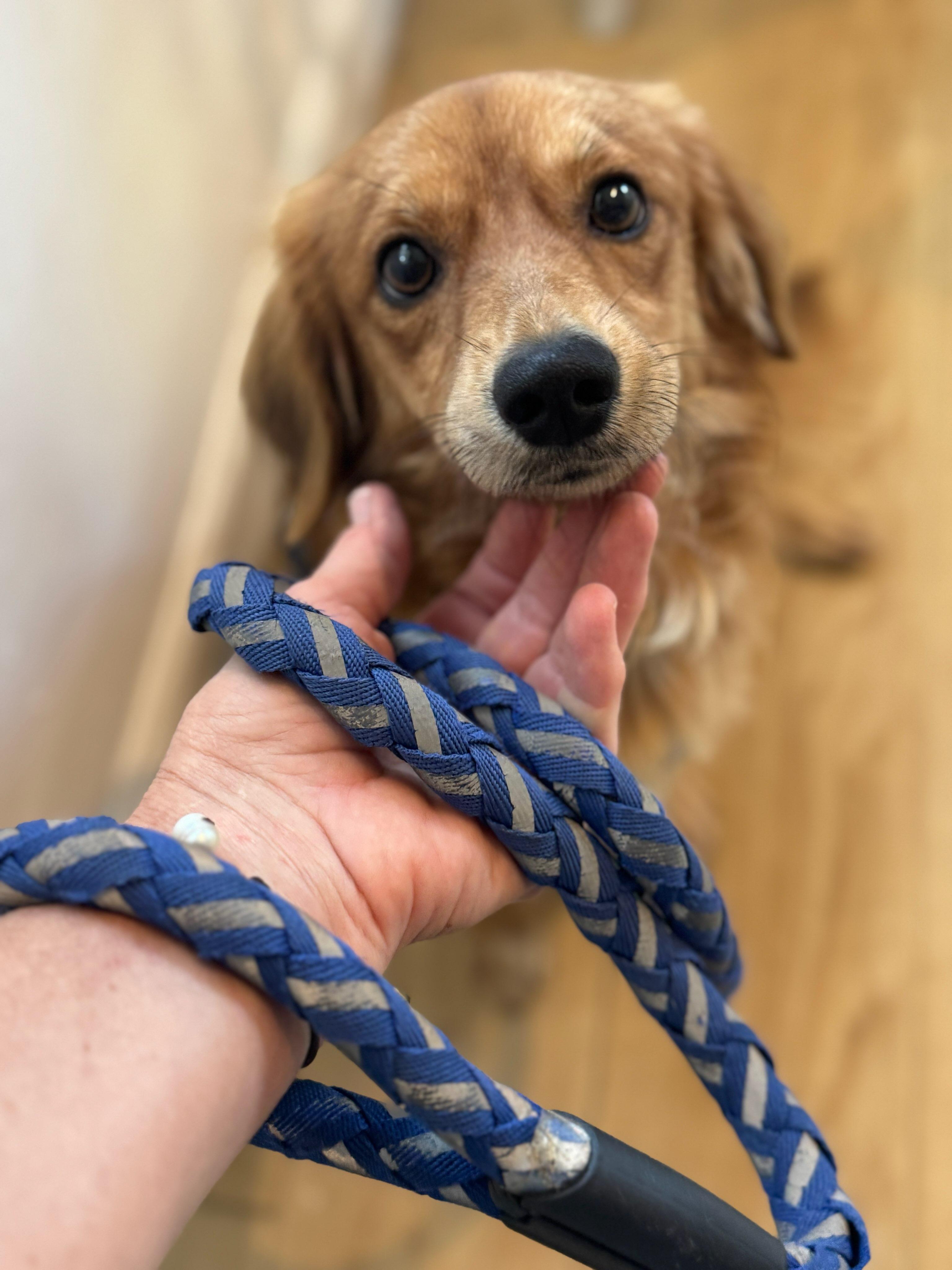 Enlarge Cayo, an adopted mixed breed in Annapolis, MD image 2/6