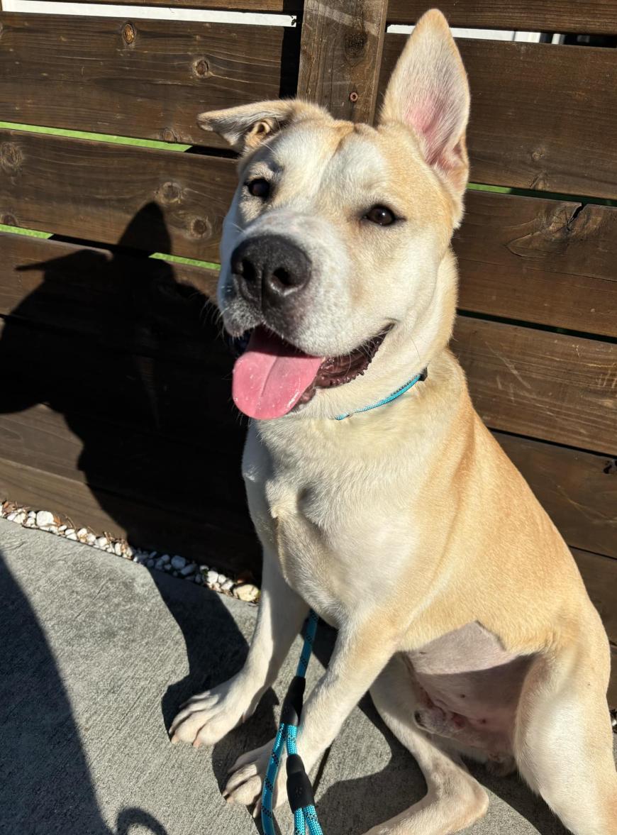 Tug, a Adoptable mixed breed in San Jose, CA image 5/6