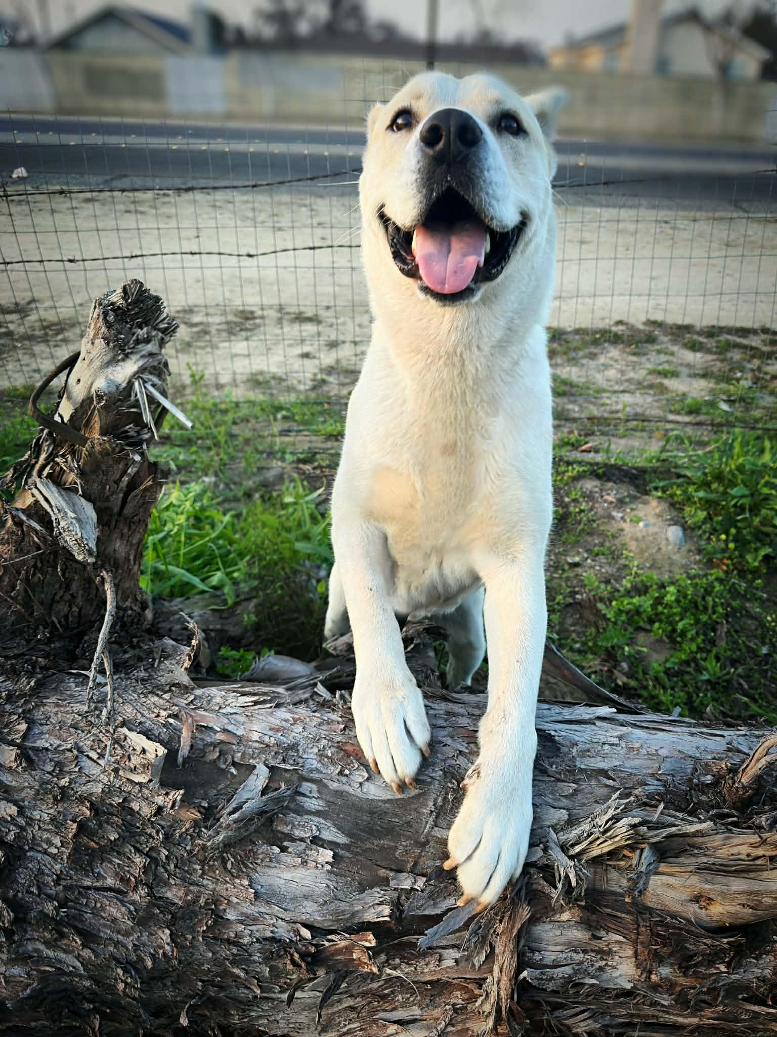 Tug, a Adoptable mixed breed in San Jose, CA image 6/6