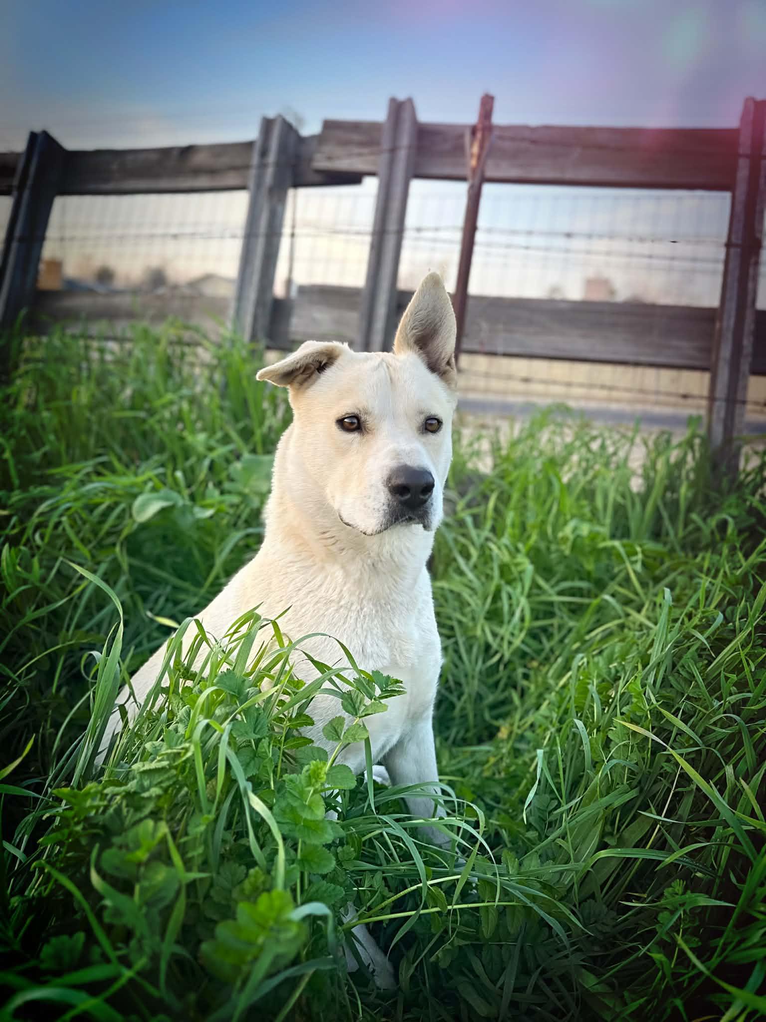 Tug, a Adoptable mixed breed in San Jose, CA image 1/6