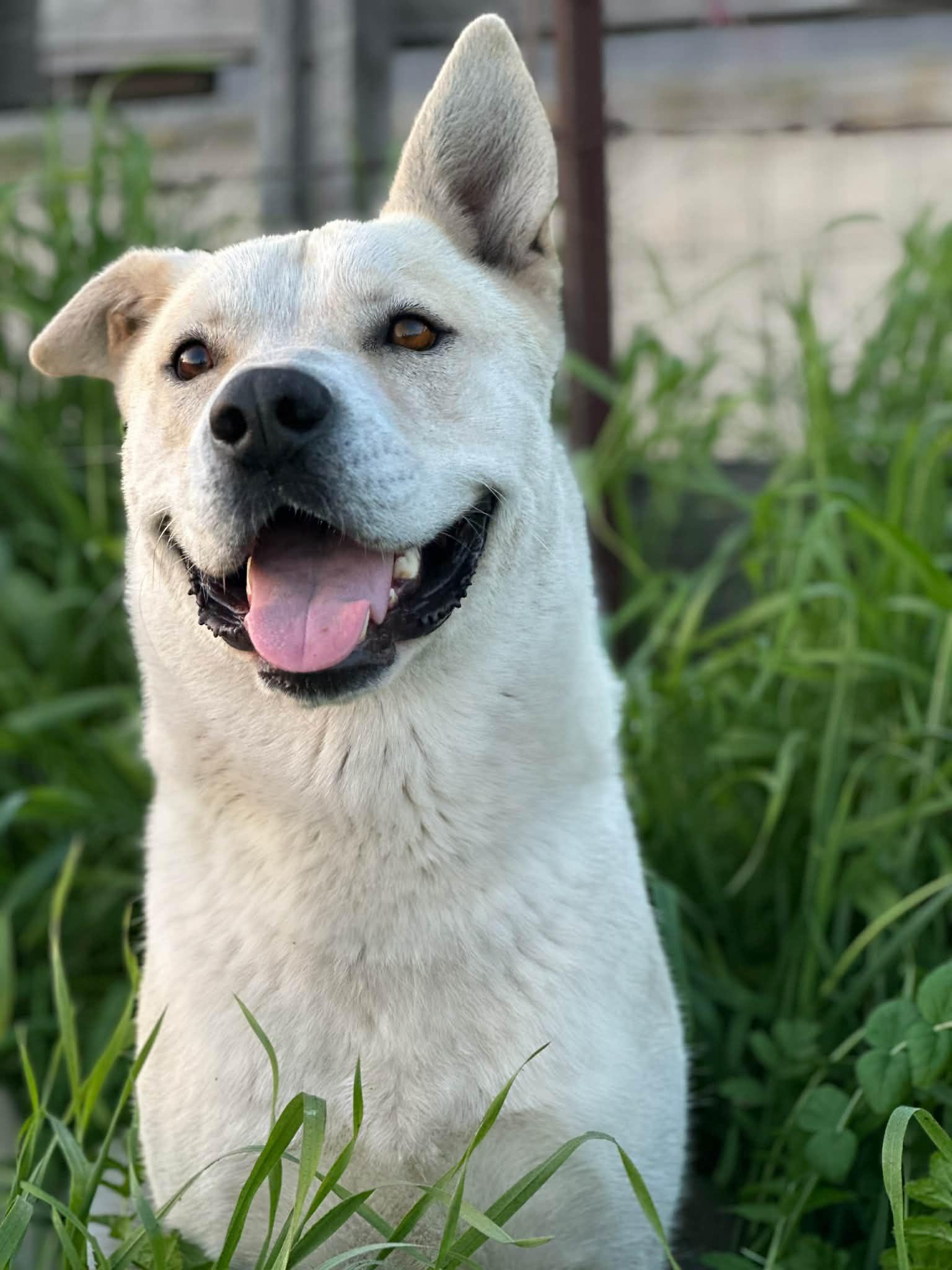 Tug, a Adoptable mixed breed in San Jose, CA image 3/6