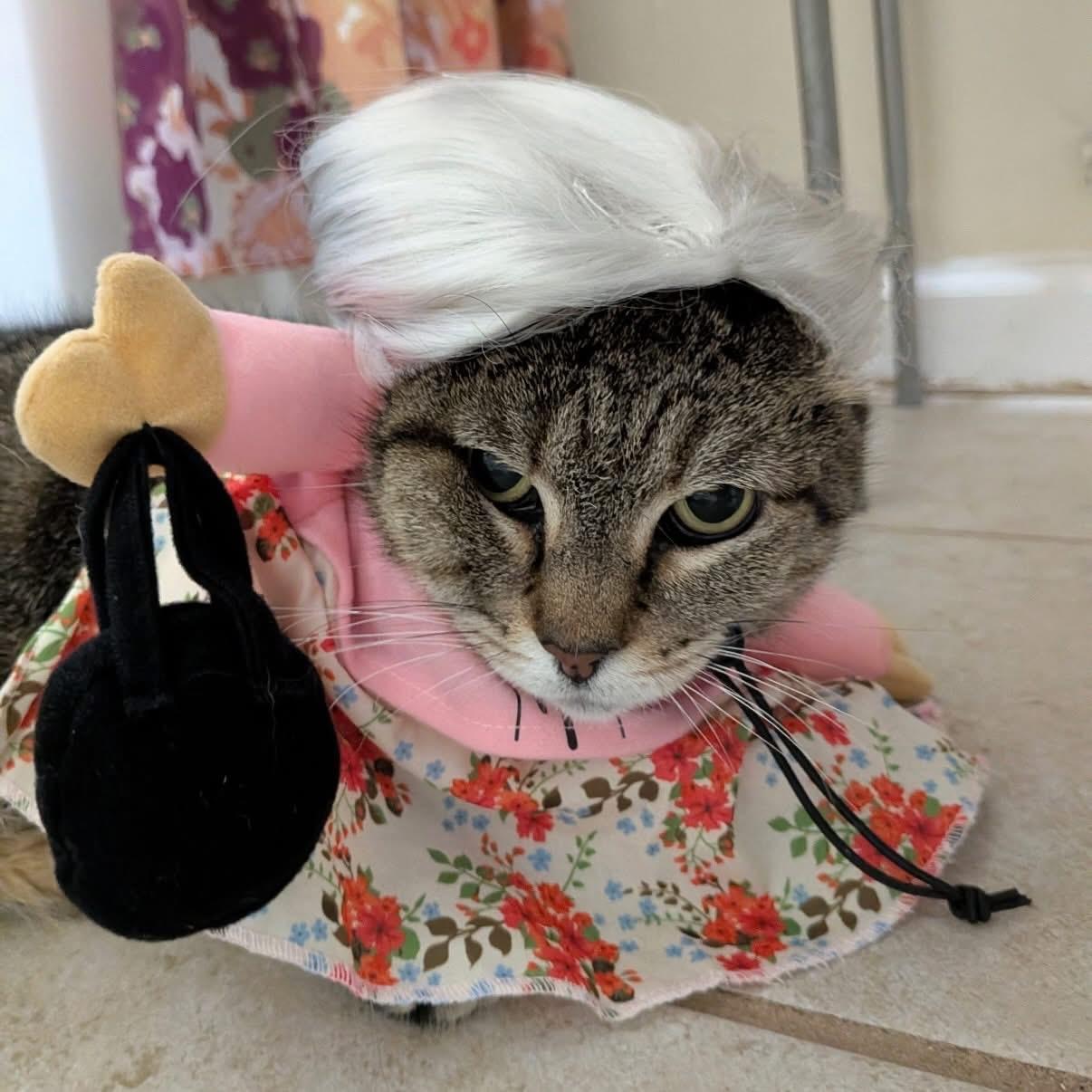 Enlarge Strega Nona, a Adoptable Domestic Short Hair in Alexandria, VA image 6/6