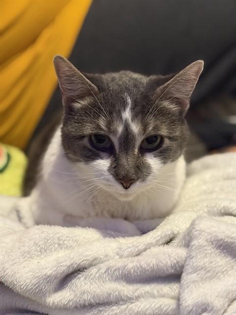 TIFFANY, Adoptable, Senior Female Domestic Short Hair.