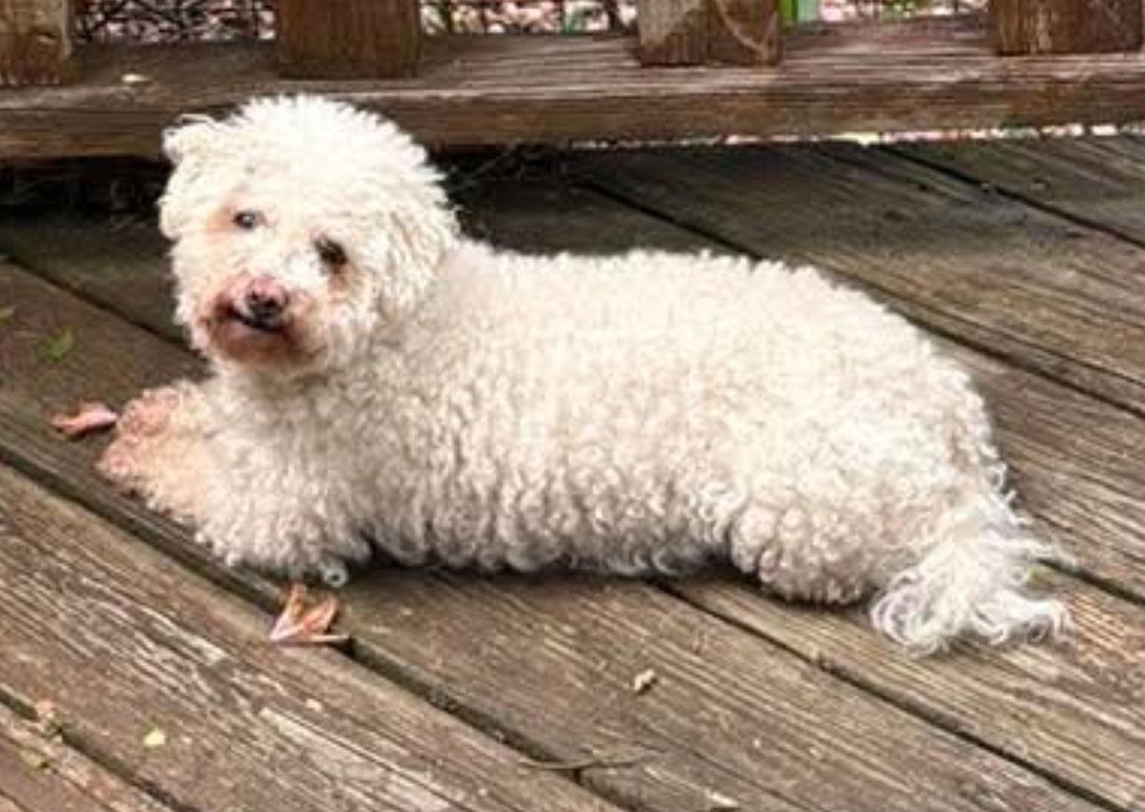 Bonnie, Adoptable, Adult Female Bichon Frise.