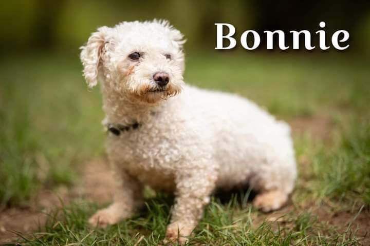 Bonnie, a Adoptable Bichon Frise in Lewistown, PA image 2/3
