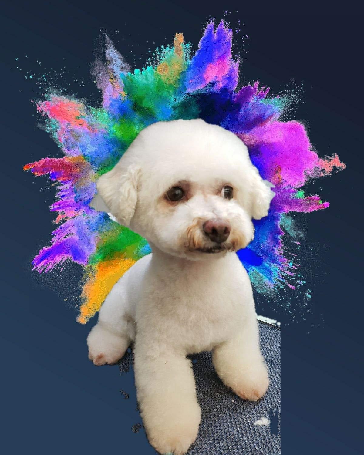 Bonnie, a Adoptable Bichon Frise in Lewistown, PA image 3/3