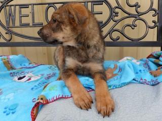 Roxy, an adopted mixed breed in Anaconda, MT image 2/4