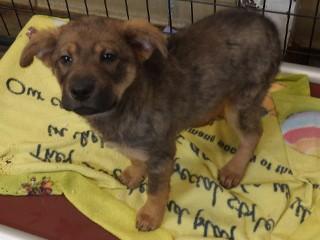 Roxy, an adopted mixed breed in Anaconda, MT image 4/4