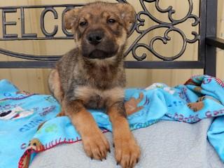Roxy, an adopted mixed breed in Anaconda, MT image 3/4