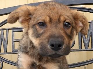 Roxy, an adopted mixed breed in Anaconda, MT image 1/4