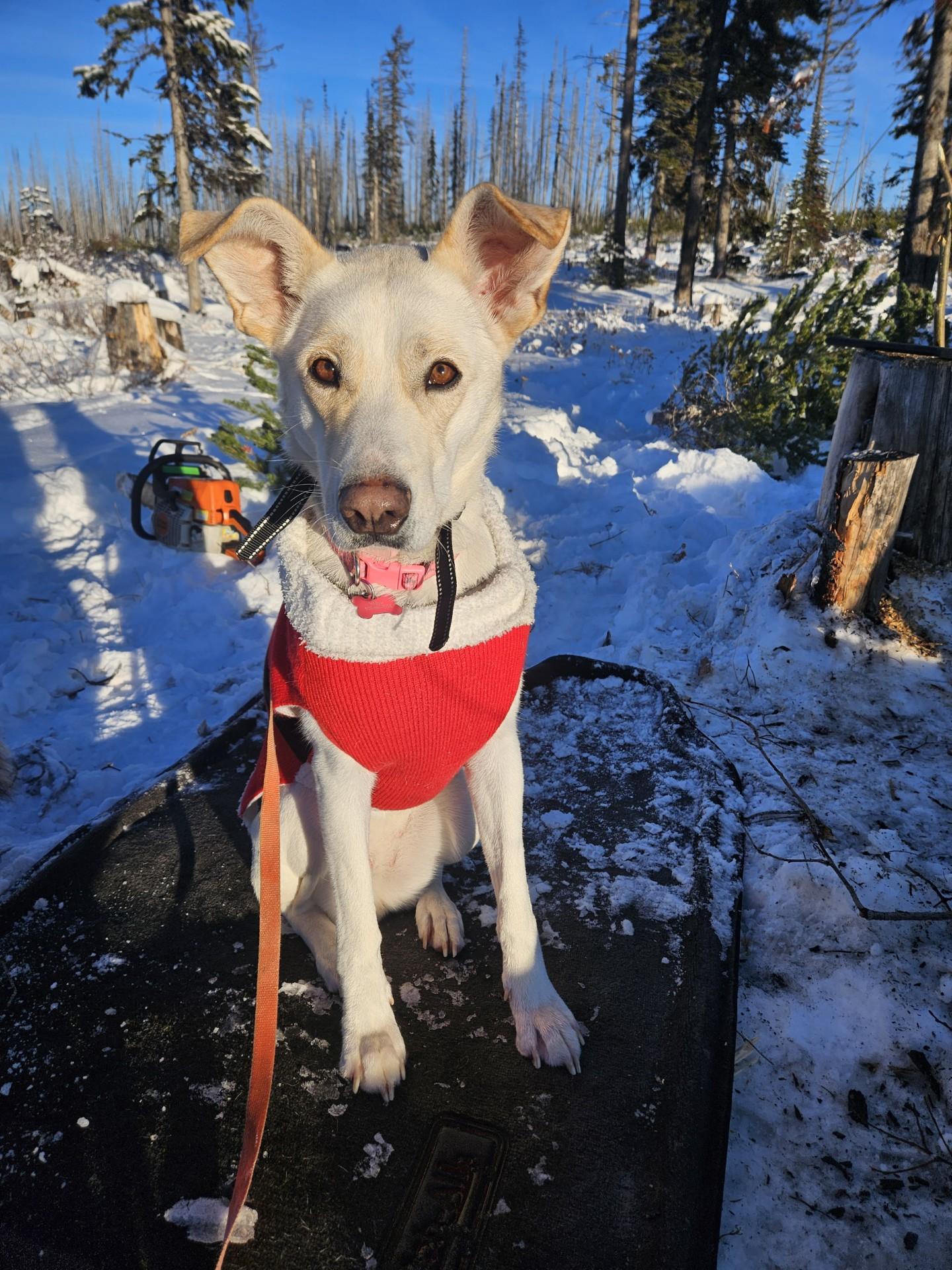 Enlarge Willow, a ADOPTABLE mixed breed in Roslyn, WA image 3/5