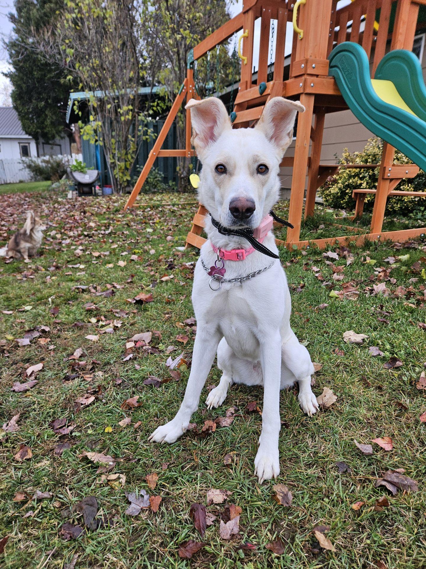 Enlarge Willow, a ADOPTABLE mixed breed in Roslyn, WA image 1/5