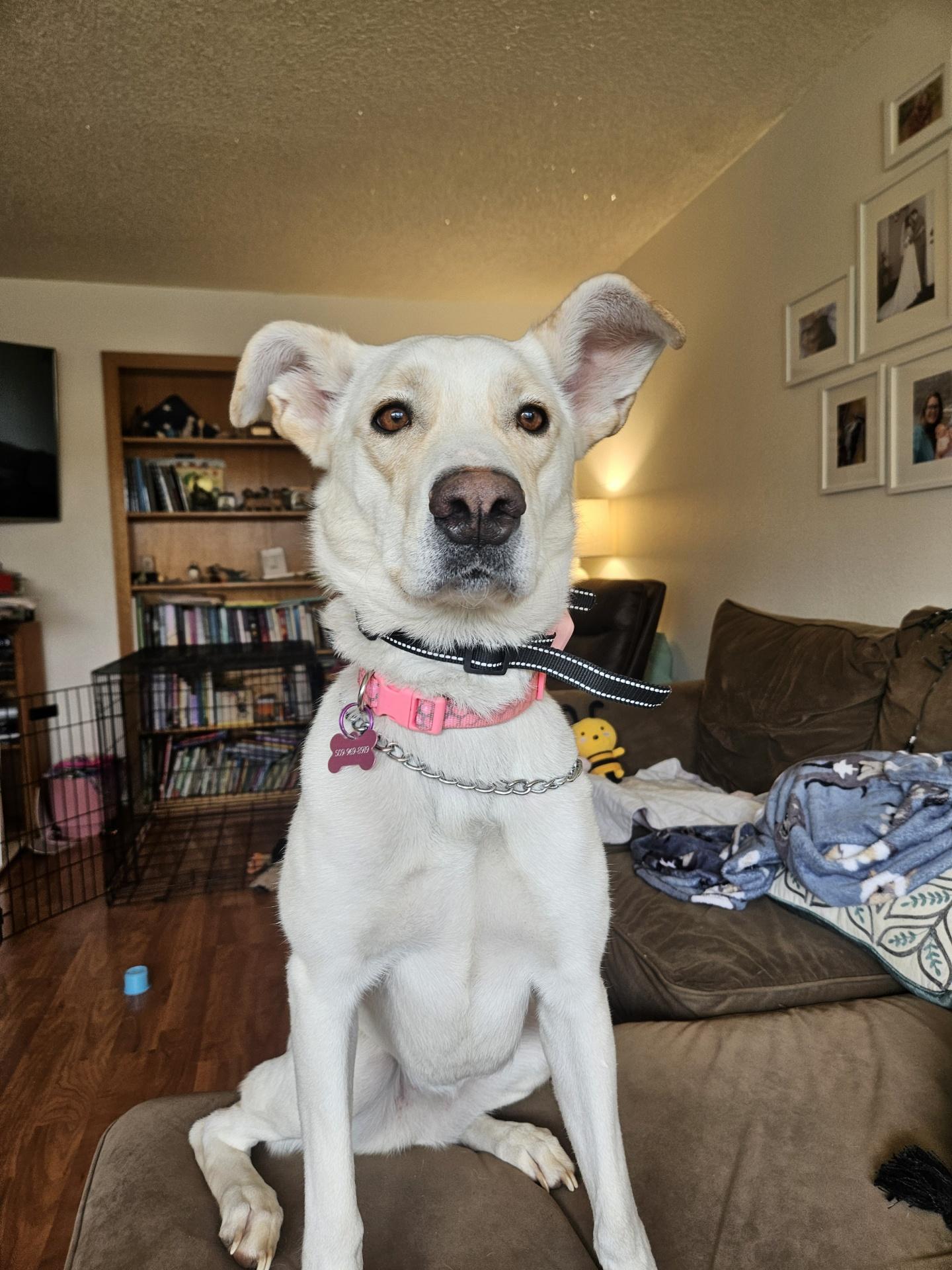 Enlarge Willow, a ADOPTABLE mixed breed in Roslyn, WA image 4/5