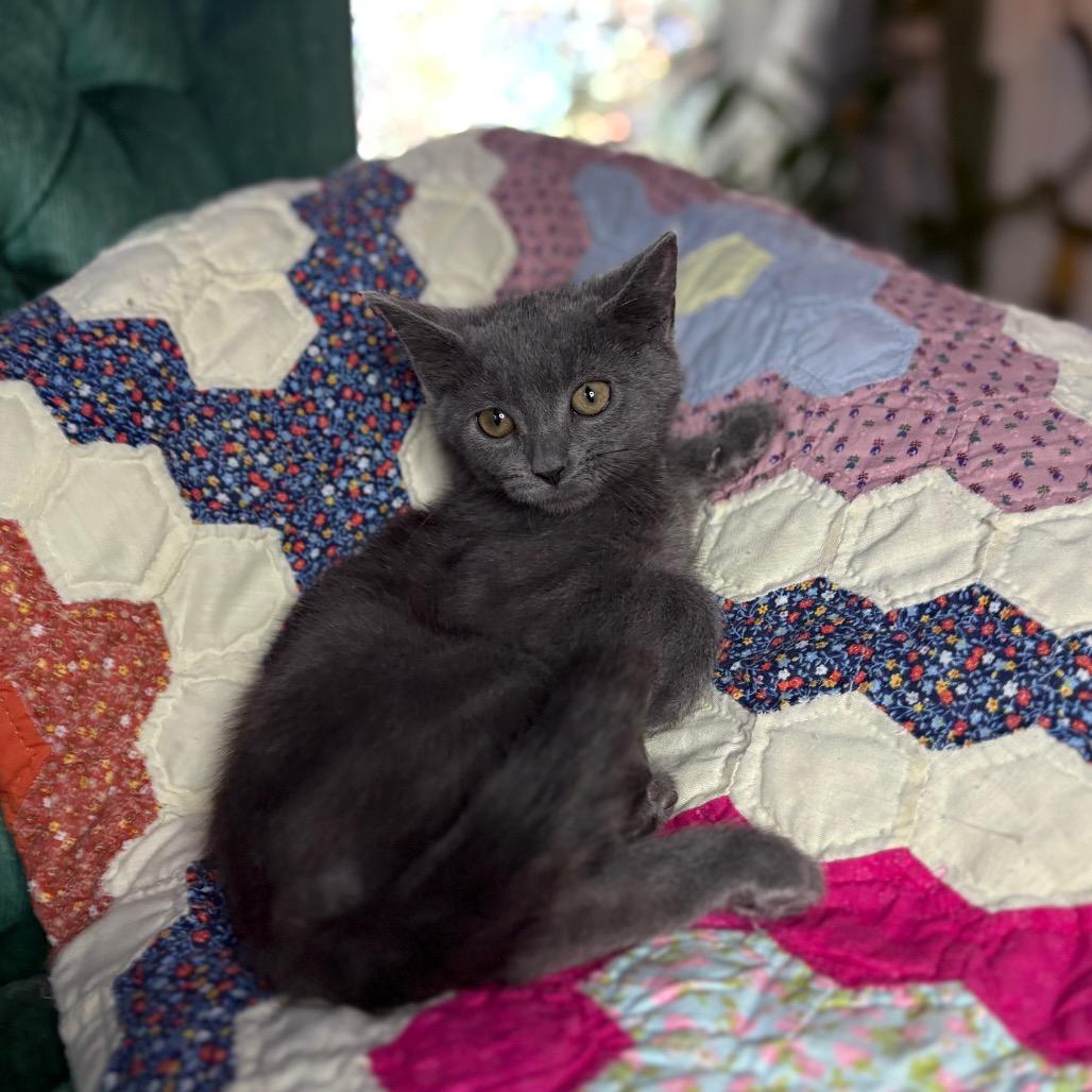 Enlarge Persimmon, a Adoptable Domestic Short Hair in Lexington, KY image 1/6
