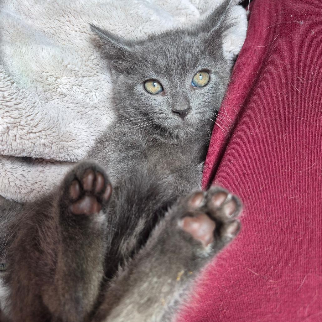 Enlarge Persimmon, a Adoptable Domestic Short Hair in Lexington, KY image 2/6