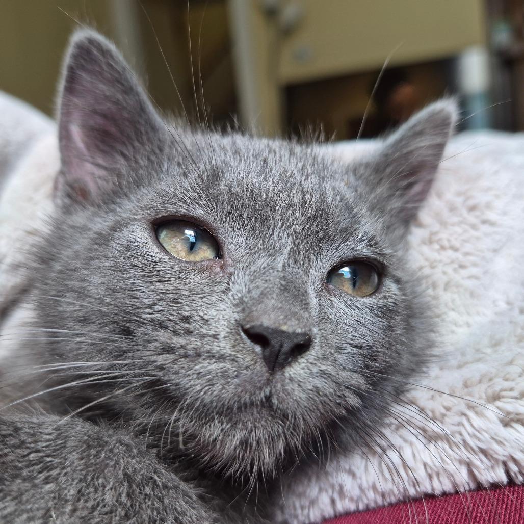 Enlarge Persimmon, a Adoptable Domestic Short Hair in Lexington, KY image 3/6