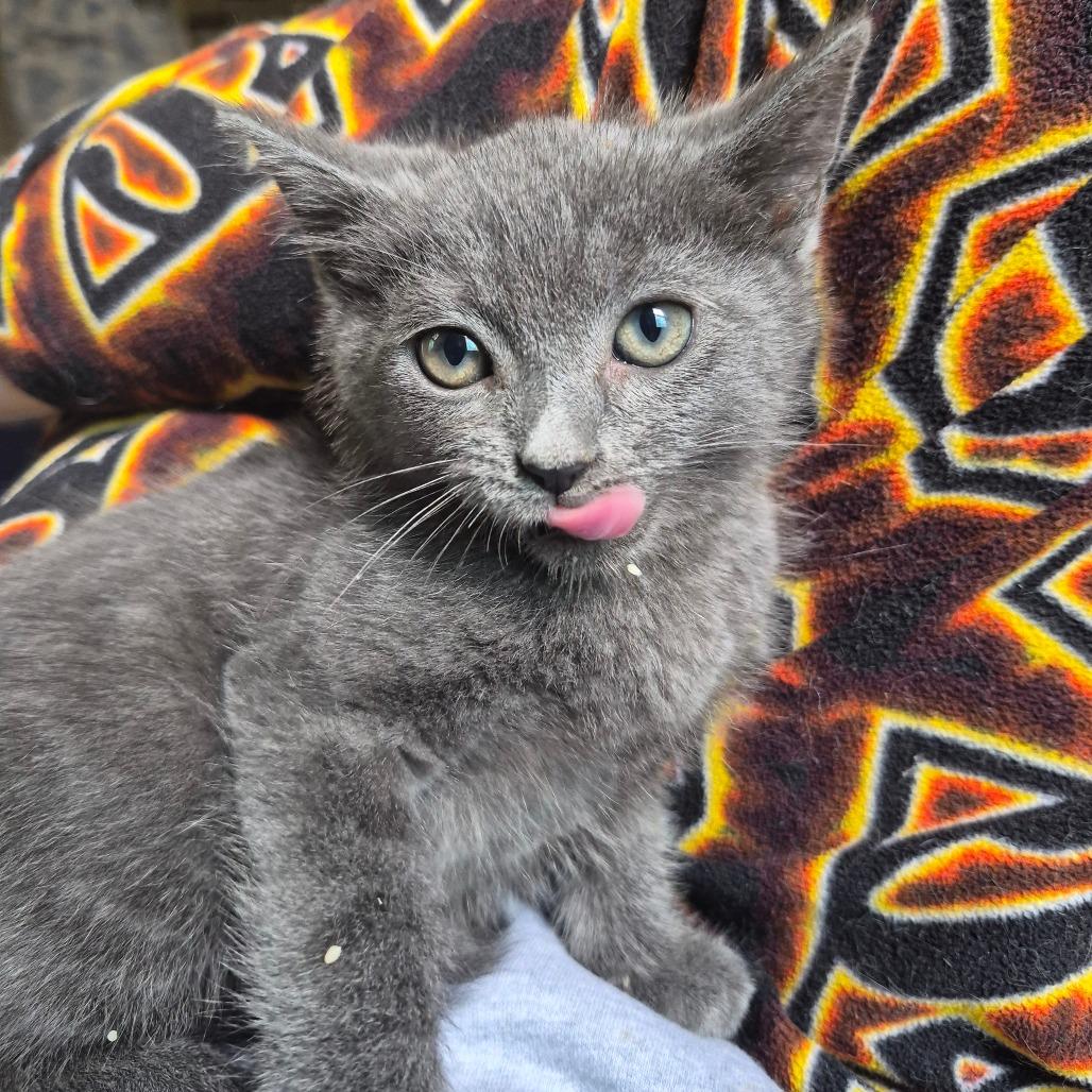 Enlarge Persimmon, a Adoptable Domestic Short Hair in Lexington, KY image 4/6