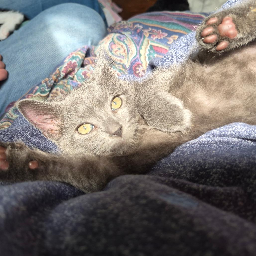 Enlarge Persimmon, a Adoptable Domestic Short Hair in Lexington, KY image 6/6