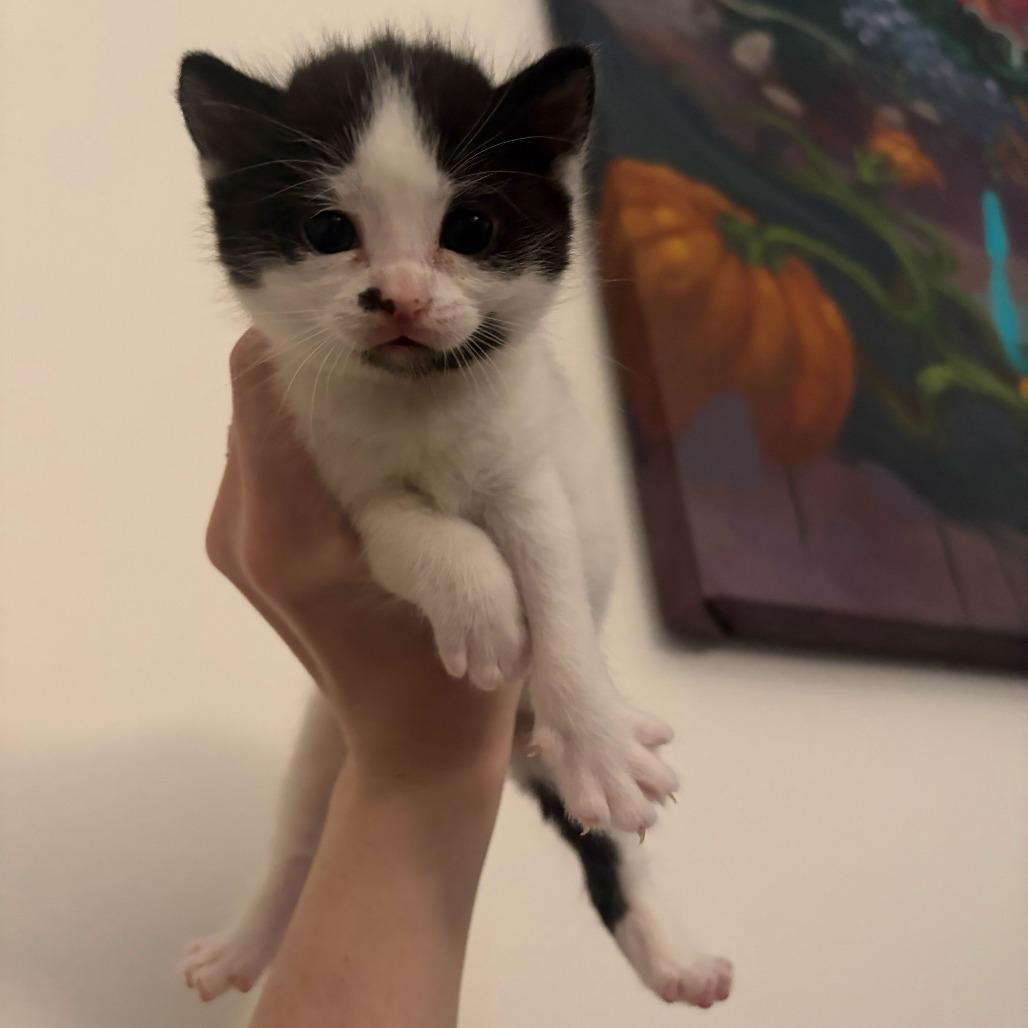 Oolong, Adoptable, Kitten Female Domestic Short Hair.