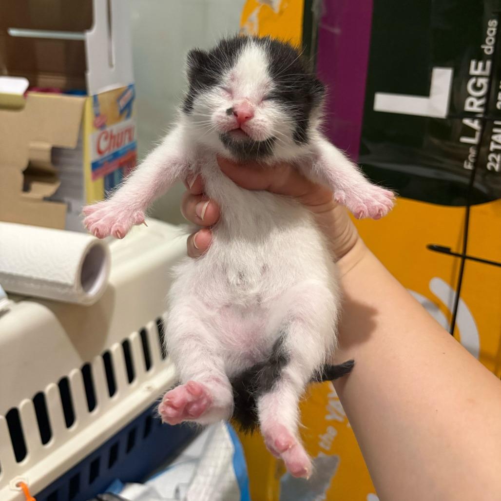Oolong, a Adoptable Domestic Short Hair in New York, NY image 5/6