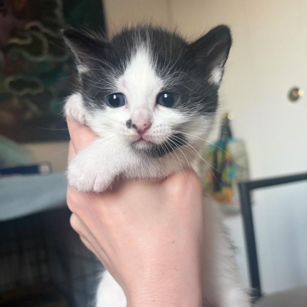 Oolong, a Adoptable Domestic Short Hair in New York, NY image 6/6