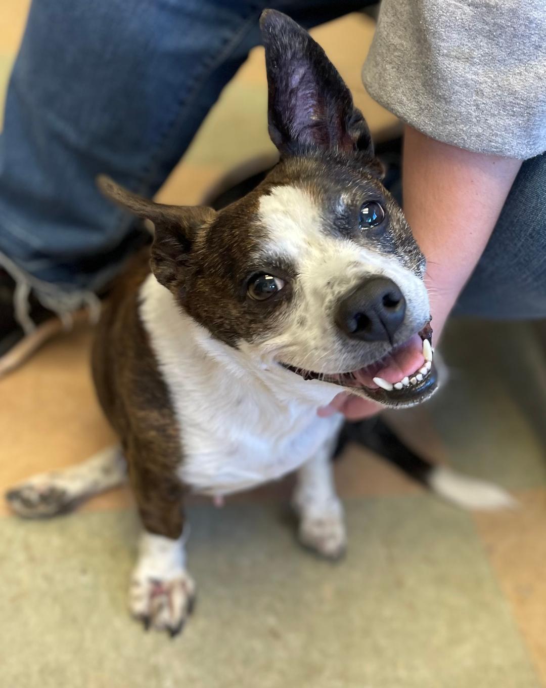 Lulu, Adopted, Senior Female Boston Terrier & Rat Terrier.