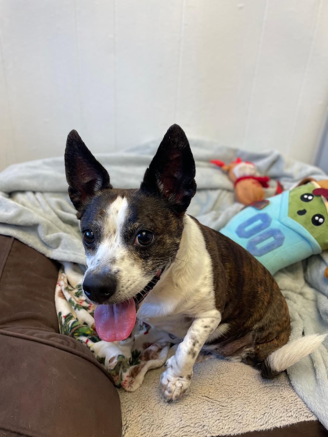 Lulu, a Adopted mixed breed in Lancaster, SC image 2/5