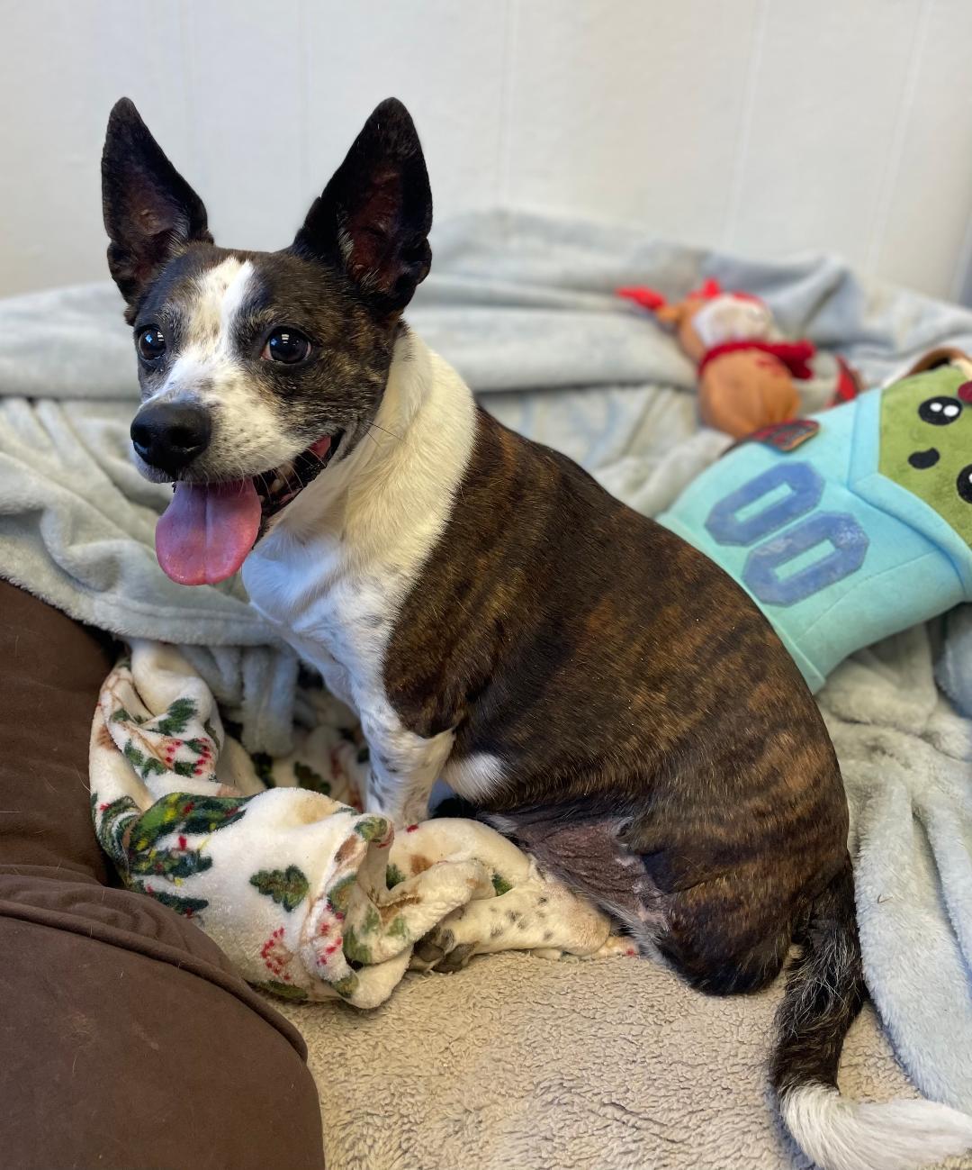 Lulu, Adopted, Senior Female Boston Terrier & Rat Terrier.