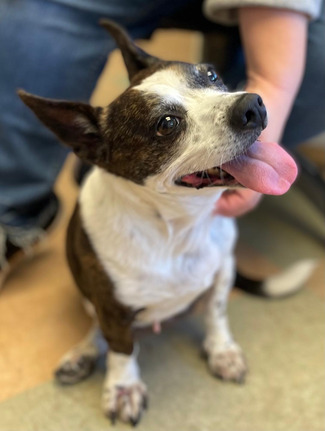 Lulu, a Adopted mixed breed in Lancaster, SC image 4/5