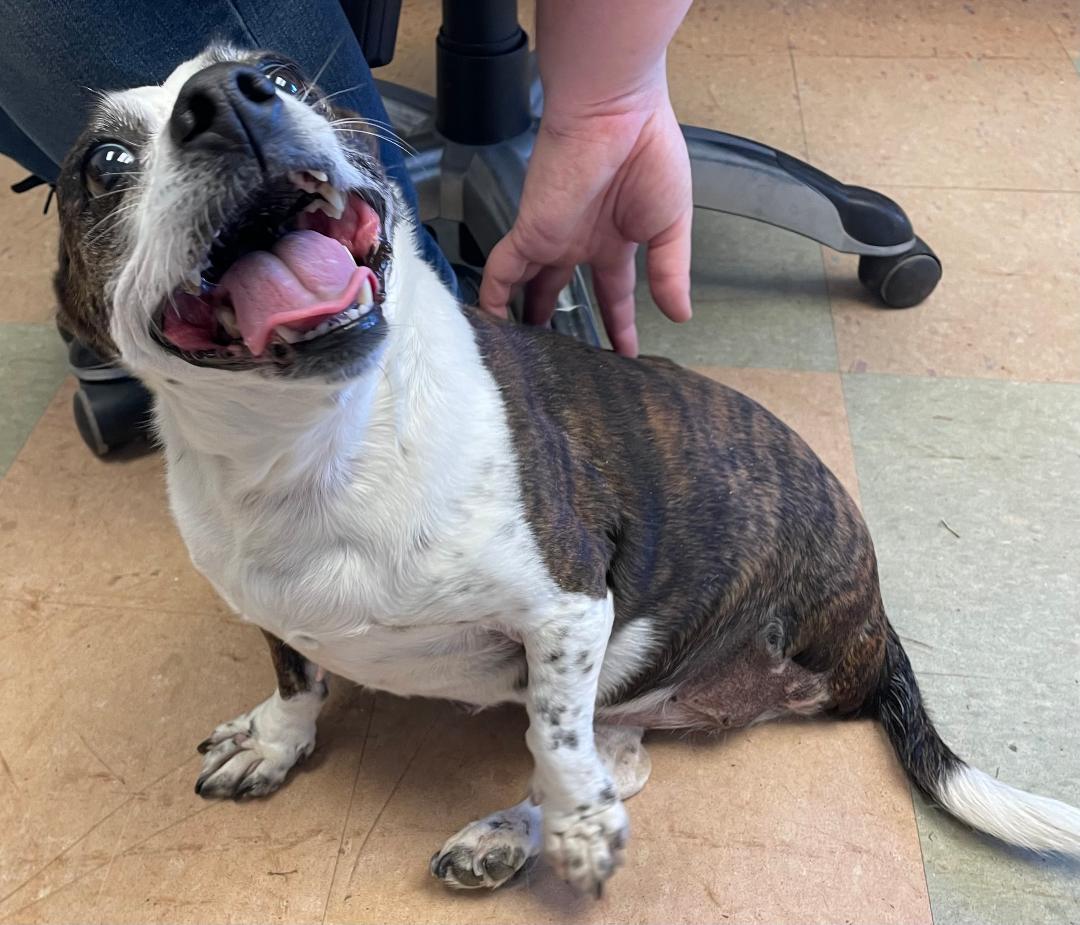 Lulu, a Adopted mixed breed in Lancaster, SC image 5/5