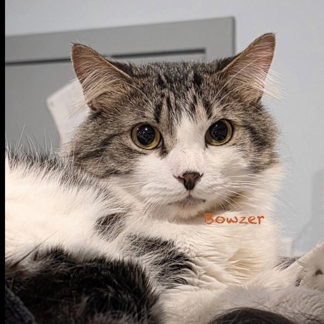 Enlarge Bowzer, an adoptable Domestic Medium Hair in Palatine, IL image 2/2