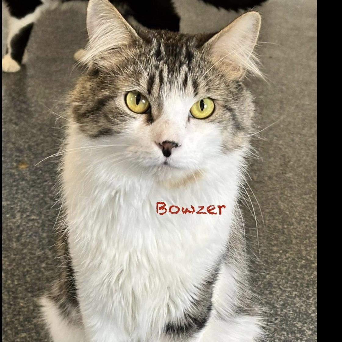 Bowzer, adoptable, Adult Male Domestic Medium Hair.