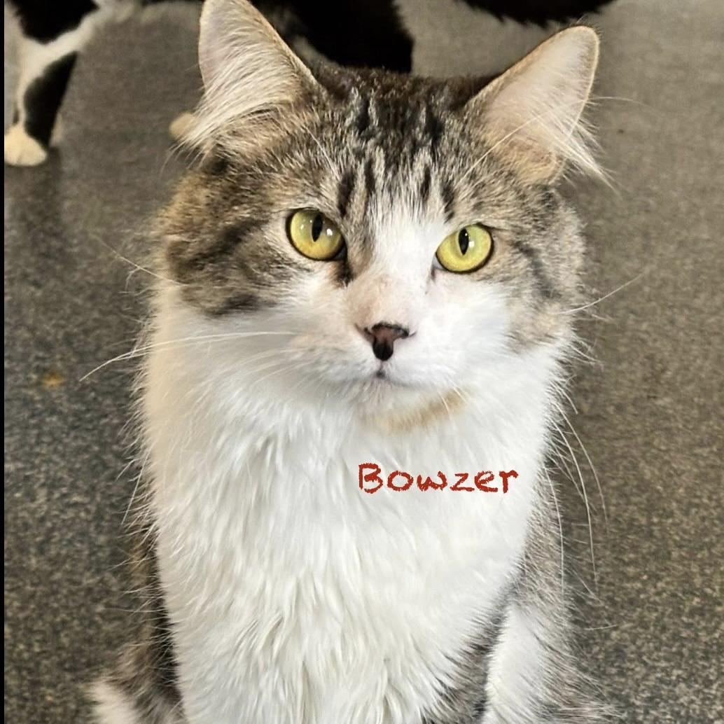 Enlarge Bowzer, an adoptable Domestic Medium Hair in Palatine, IL image 1/2