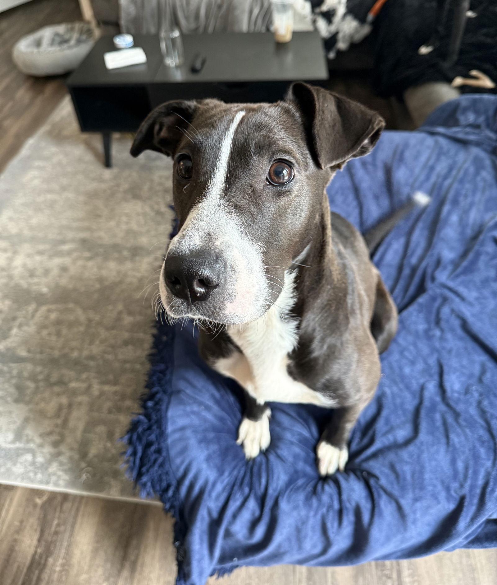 Eclipse #1, Adoptable, Young Female Labrador Retriever.