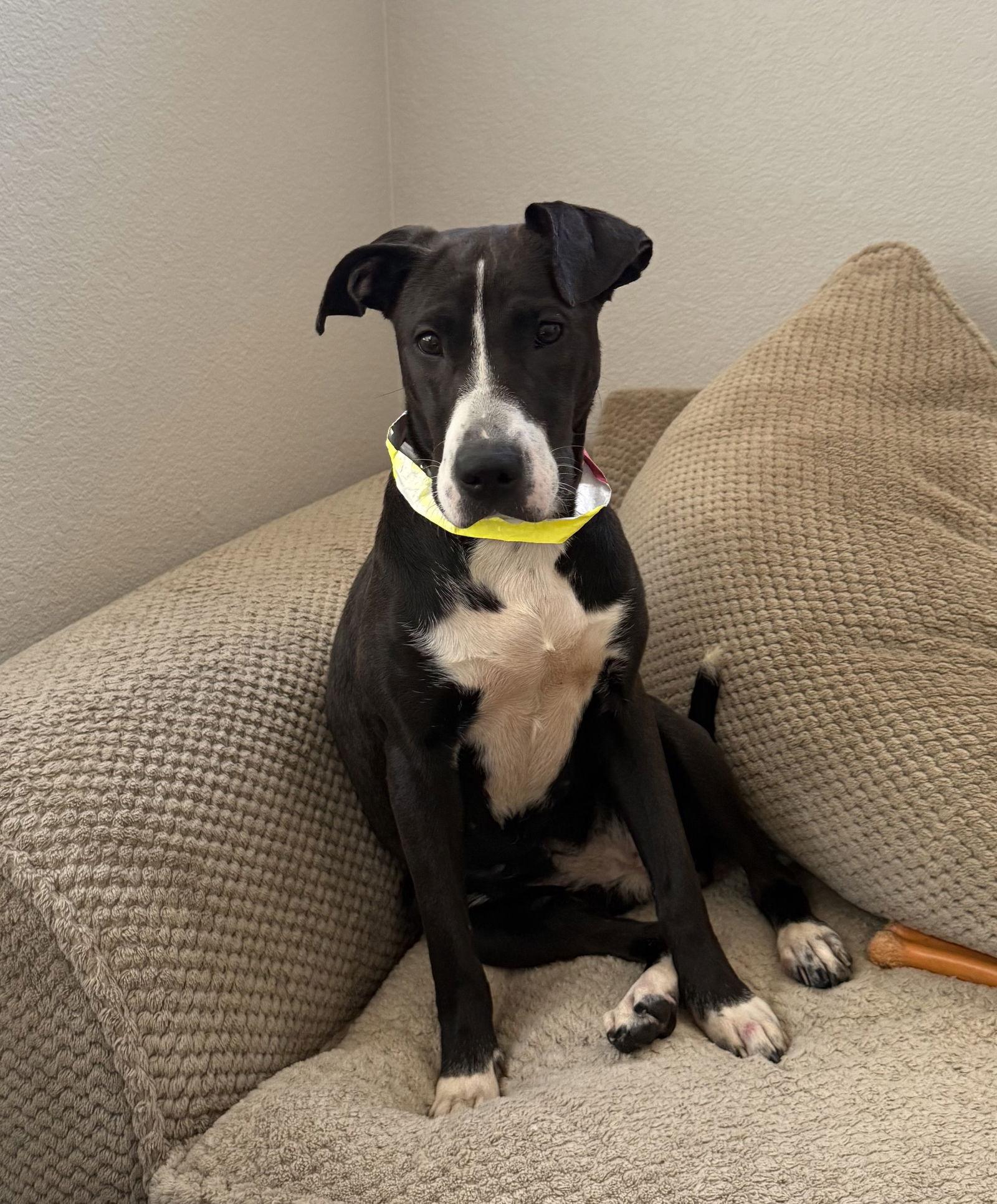 Enlarge Eclipse #1, a Adoptable Labrador Retriever in Aurora, CO image 2/3