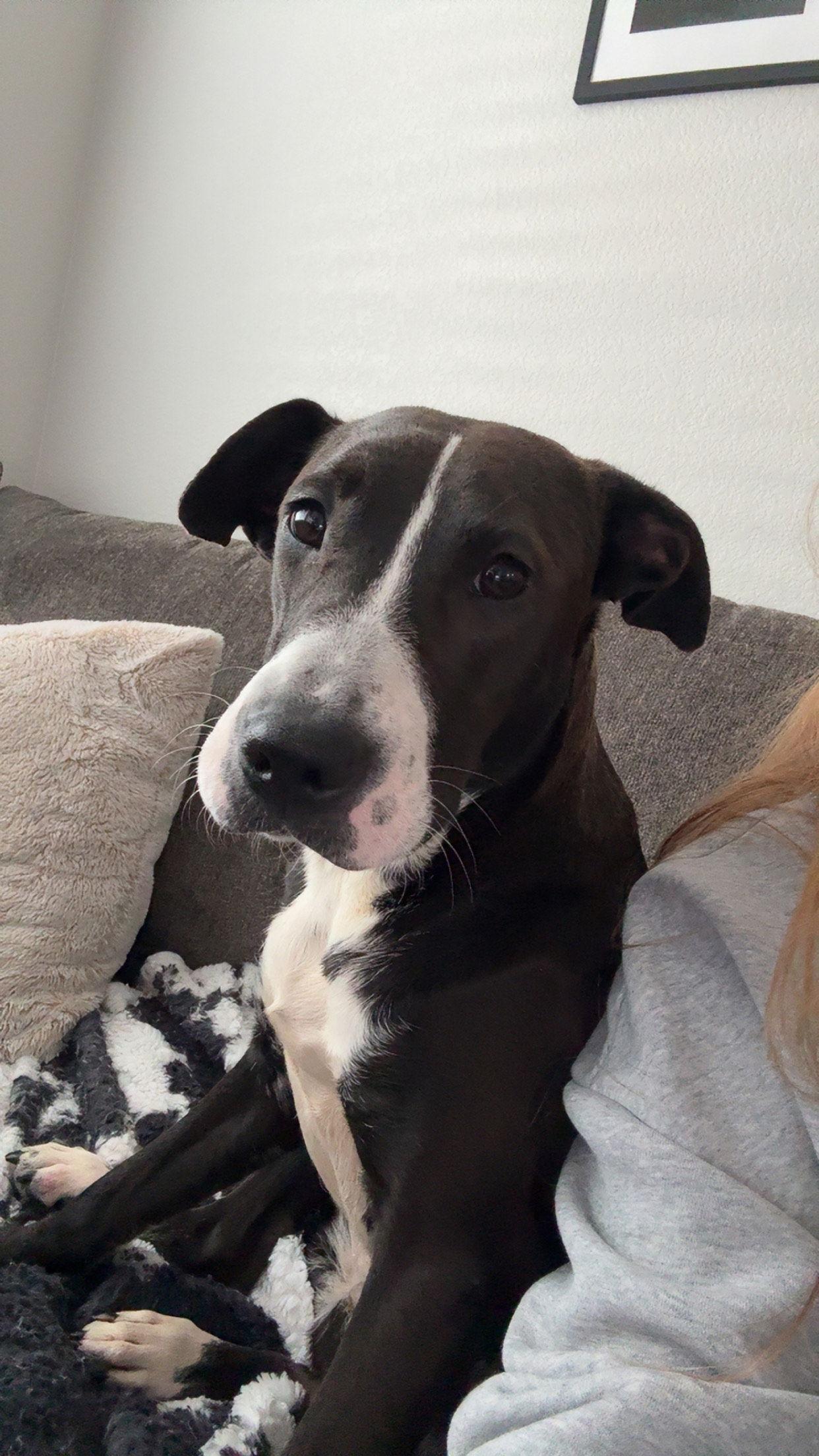 Enlarge Eclipse #1, a Adoptable Labrador Retriever in Aurora, CO image 3/3