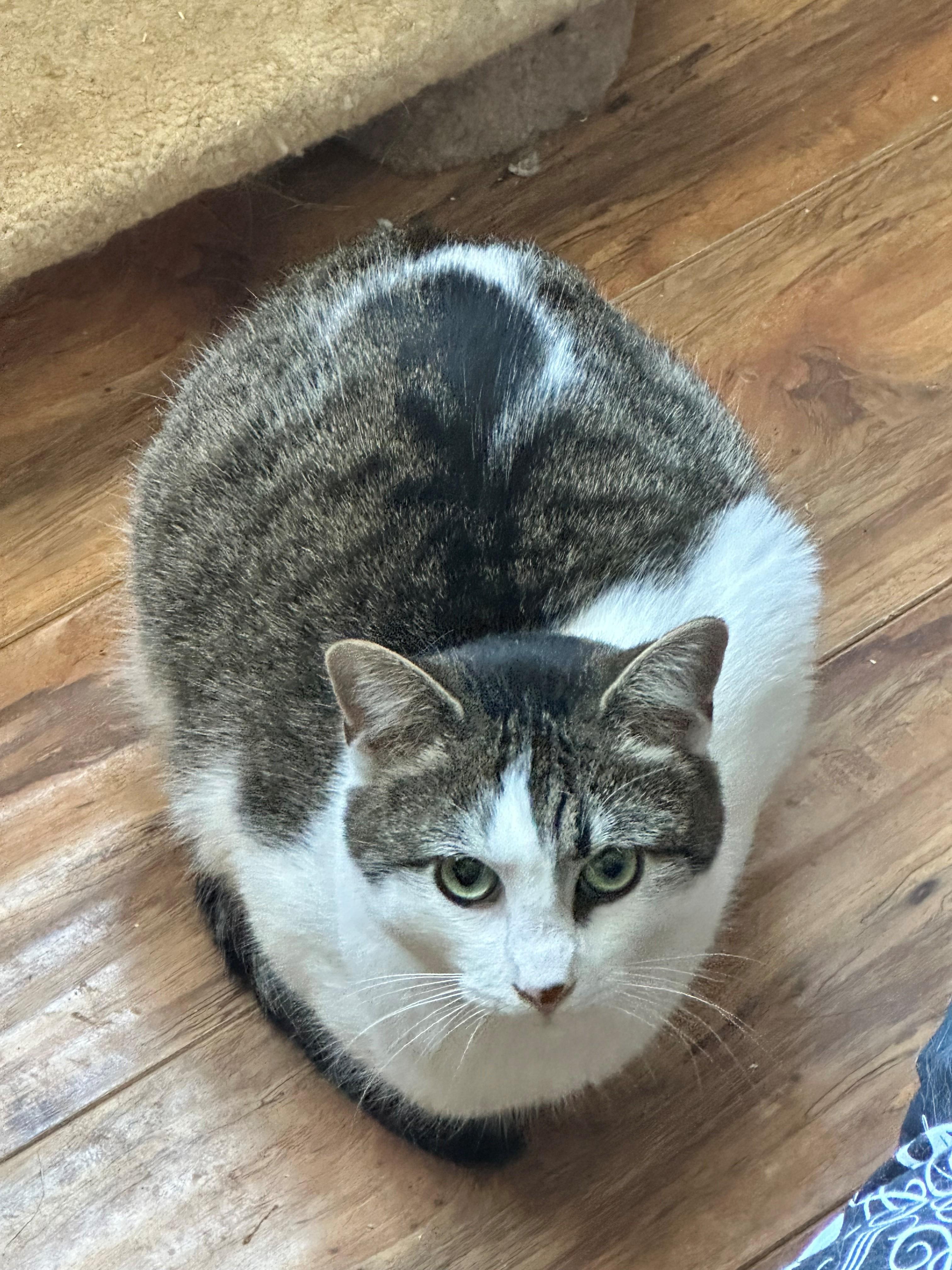 Ari, Adoptable, Young Male Domestic Short Hair.