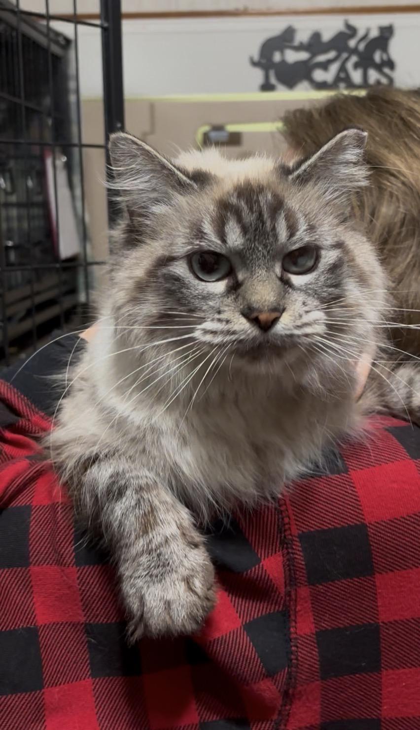 Enlarge Mama Bear, a ADOPTABLE Domestic Long Hair in Crown Point, IN image 2/2