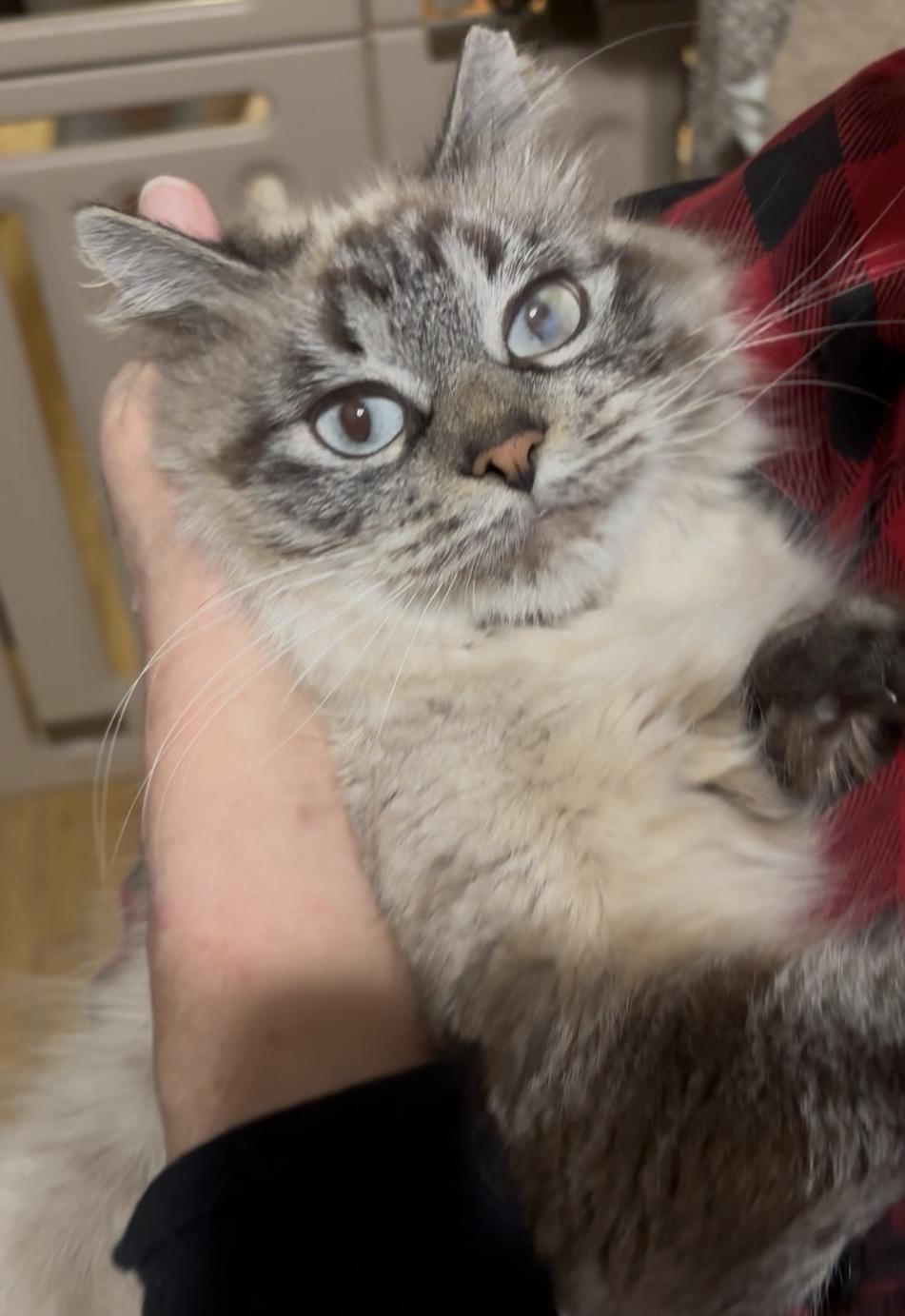 Mama Bear, ADOPTABLE, Adult Female Domestic Long Hair.