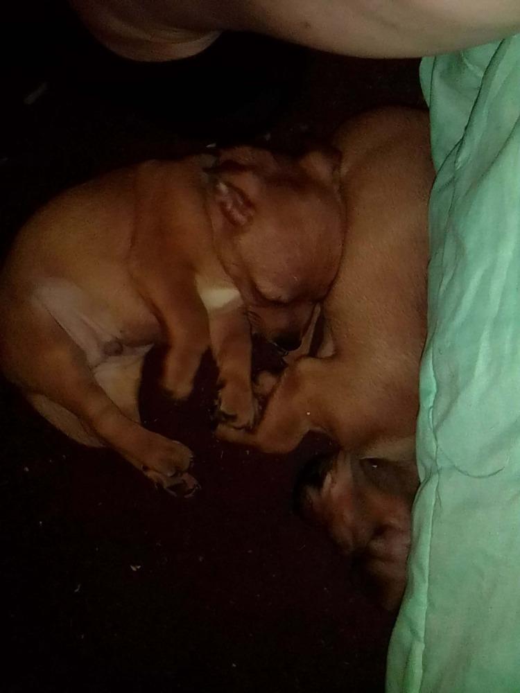 Hotel : Hyatt, Adoptable, Puppy Male Chihuahua & Miniature Pinscher.