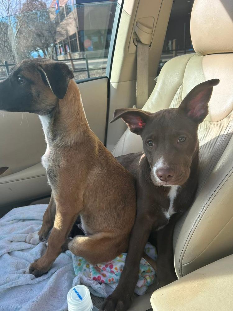 Brick, Adoptable, Puppy Male German Shepherd Dog & Labrador Retriever.