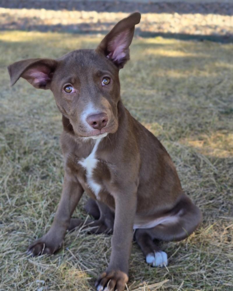 Enlarge Brick, a Adoptable mixed breed in Sedalia, CO image 3/6