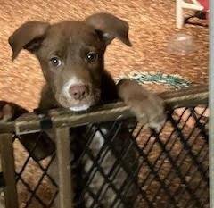 Brick, Adoptable, Puppy Male German Shepherd Dog & Labrador Retriever.