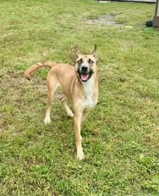 Indie, ADOPTABLE, Adult Female Husky.