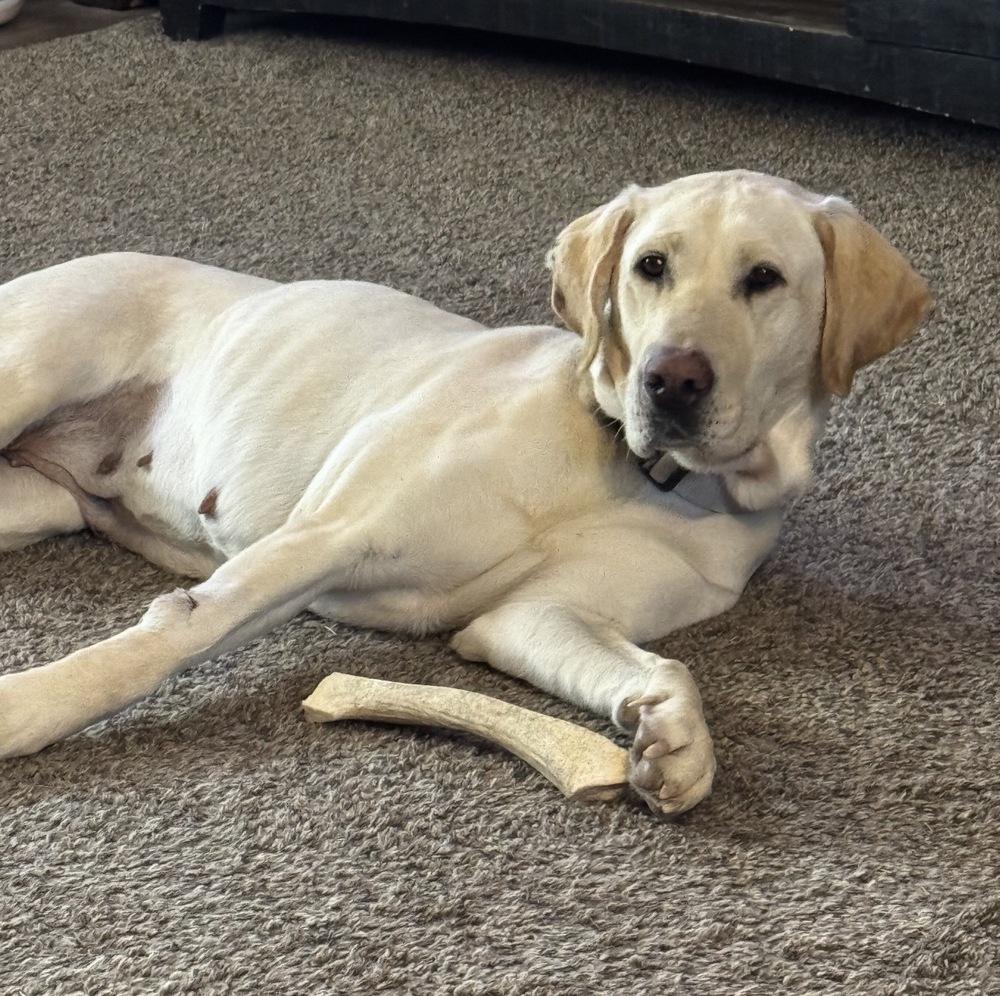 Boogaard / Sparkles, Adoptable, Adult Female Labrador Retriever.