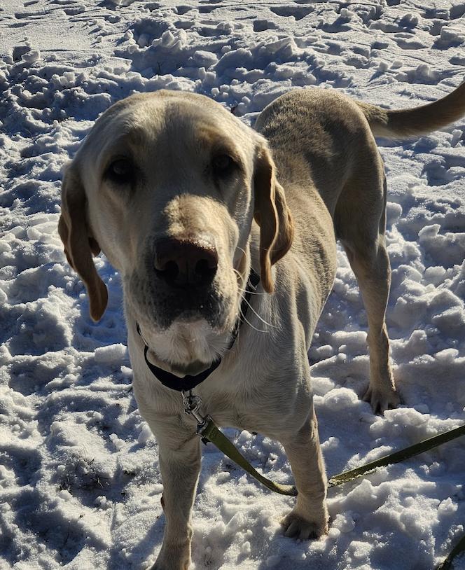 Enlarge Boogaard / Sparkles, a Adoptable Labrador Retriever in Broomfield, CO image 1/6