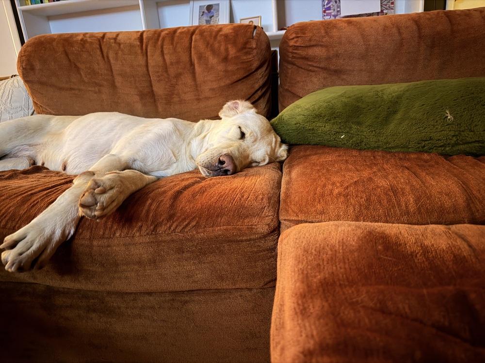 Enlarge Boogaard / Sparkles, a Adoptable Labrador Retriever in Broomfield, CO image 2/6