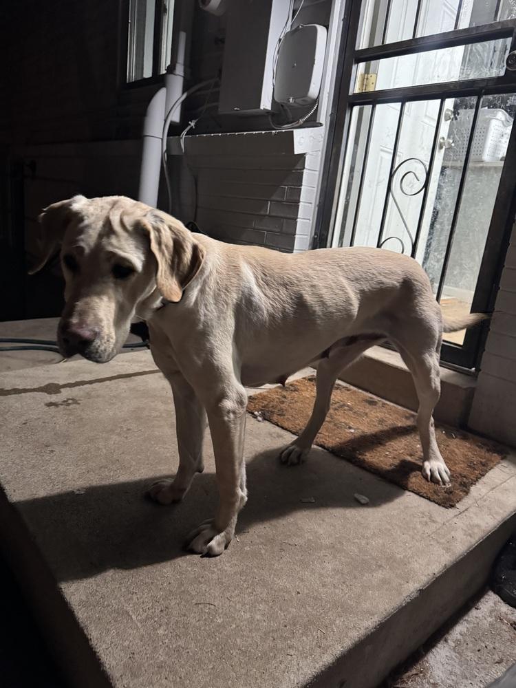 Enlarge Boogaard / Sparkles, a Adoptable Labrador Retriever in Broomfield, CO image 3/6